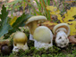 Amanita phalloides