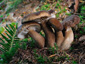 Lactarius picinus