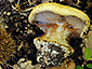 Cortinarius rapaceus