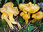 Cantharellus romagnesianus