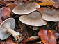 Clitocybe nebularis