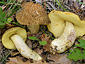 Leccinum crocipodium