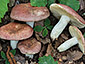 Russula decipiens