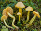 Hygrocybe ceracea