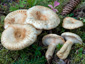 Lactarius olivinus