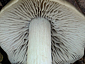 Entoloma sericatum