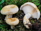 Lactarius leonis