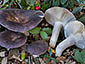 Russula grisea