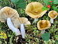 Russula olivina