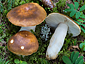 Russula mustelina