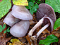 Mycena pelianthina