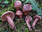 Hygrophorus capreolarius