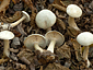 Clitocybe phyllophila