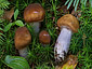 Cortinarius integerrimus