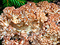 Ramaria rubripermanens