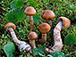 Cortinarius armillatus