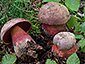 Boletus rubrosanguineus