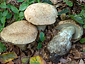 Gyroporus cyanescens