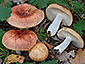 Russula maculata