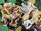 Cantharellus melanoxeros