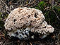 Ramaria pallida