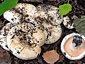 Lactarius controversus