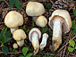 Hygrophorus gliocyclus