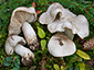 Tricholoma pardinum