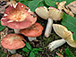 Russula laeta