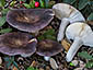 Russula grisea