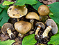 Cortinarius olidus