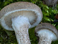 Lentinus tigrinus