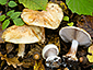 Cortinarius catharinae