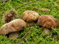 Boletus reticulatus