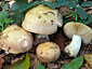 Russula faginea