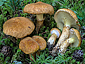 Suillus cavipes