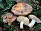 Russula cistoadelpha