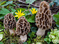 Morchella esculenta