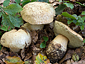 Gyroporus cyanescens