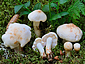 Rhodocollybia maculata