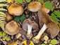 Cortinarius viridicoeruleus