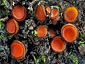 Scutellinia trechispora