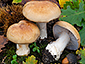 Cortinarius olidoamarus