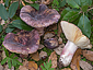 Russula amoenicolor