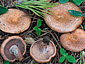 Lactarius sanguifluus