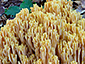 Ramaria flavescens