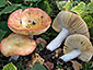 Russula intermedia