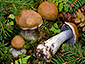 Cortinarius riederi