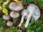 Hygrophorus agathosmus