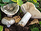 Russula aeruginea